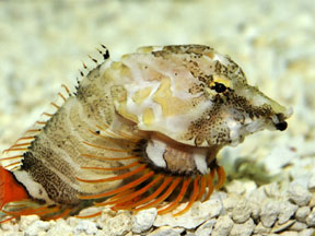 Grunt sculpin