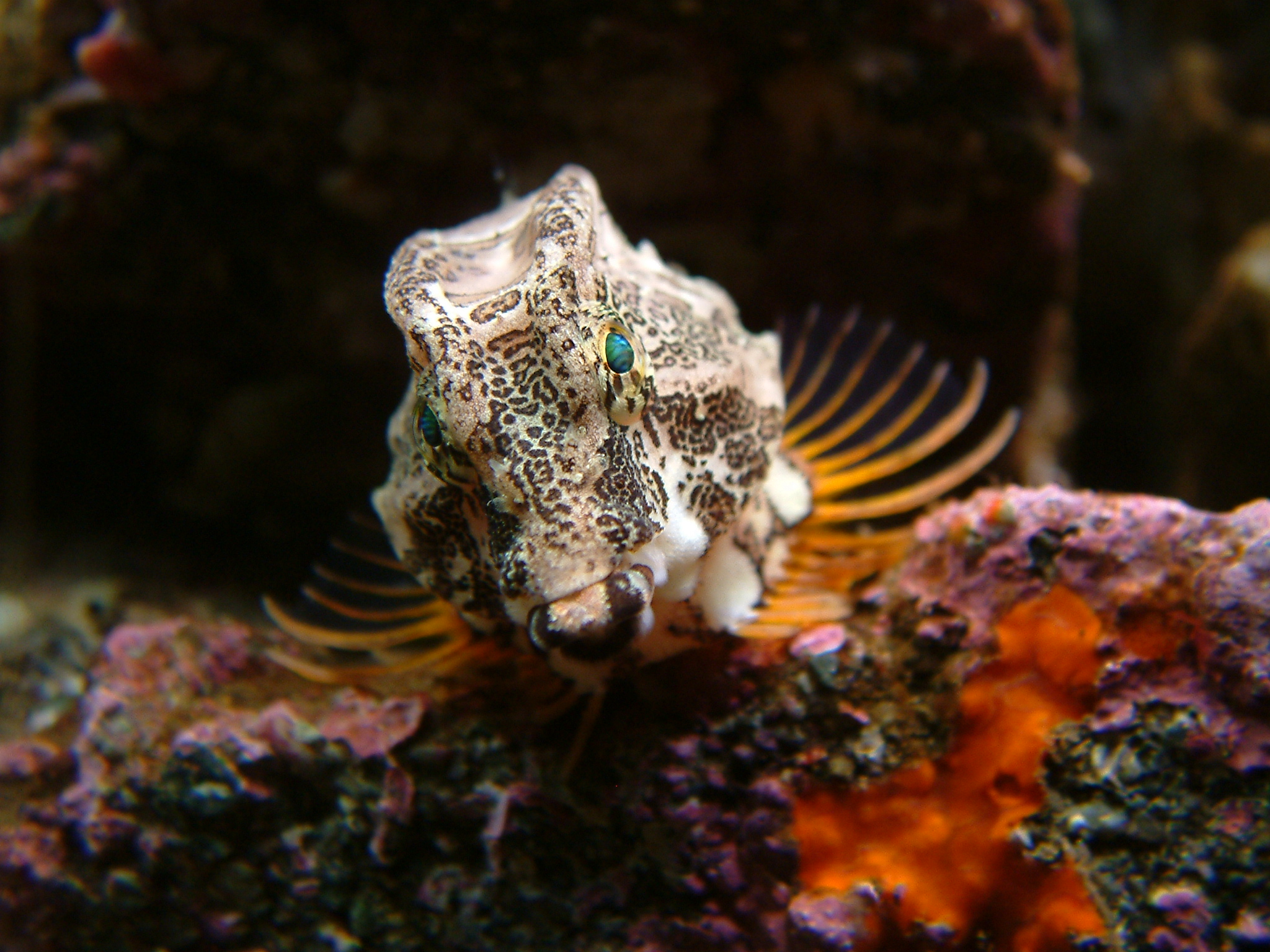 Pretty Grunt sculpin