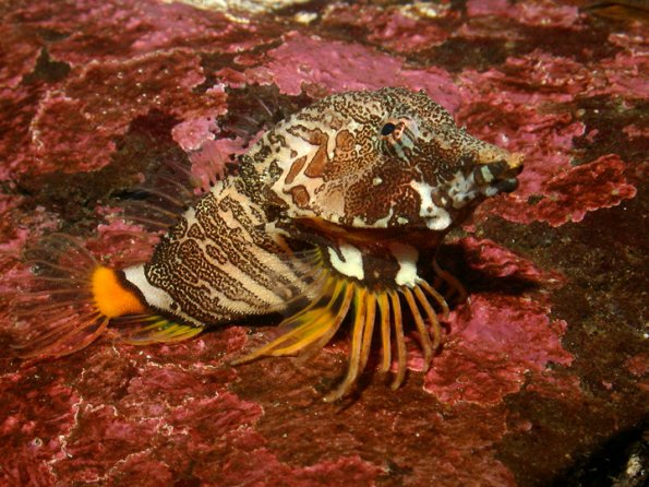 Pretty Grunt sculpin