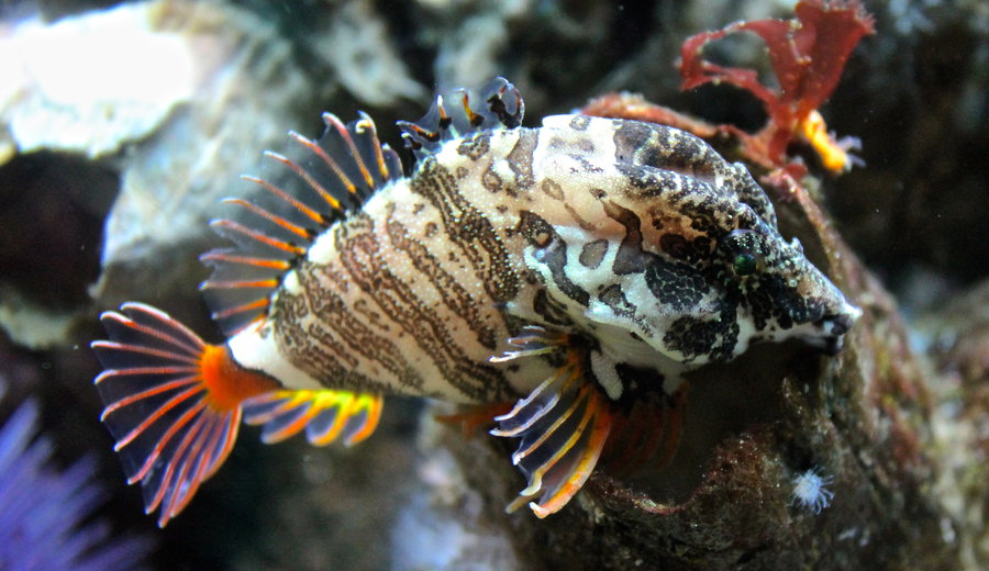 Pretty Grunt sculpin