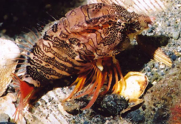 Pretty Grunt sculpin