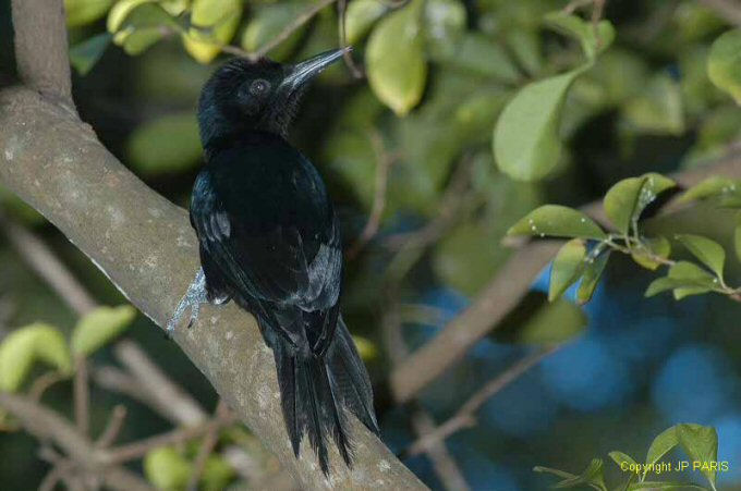 Guadeloupe woodpecker