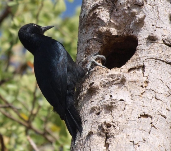 Pretty Guadeloupe woodpecker