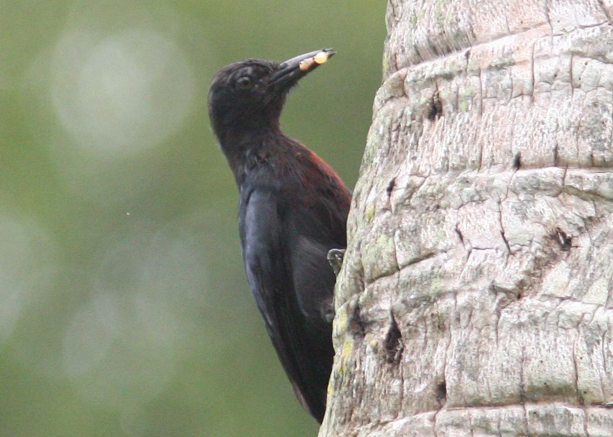 Pretty Guadeloupe woodpecker