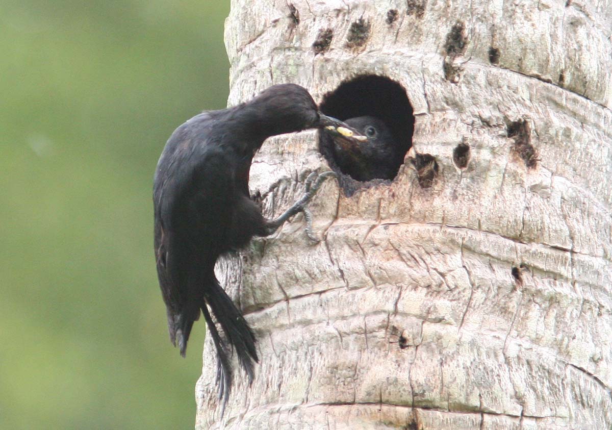 Pretty Guadeloupe woodpecker