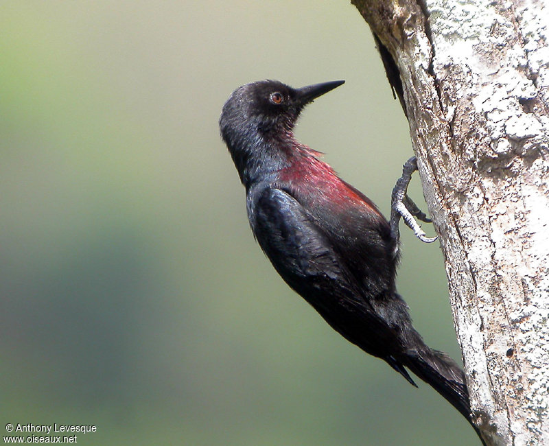 Pretty Guadeloupe woodpecker