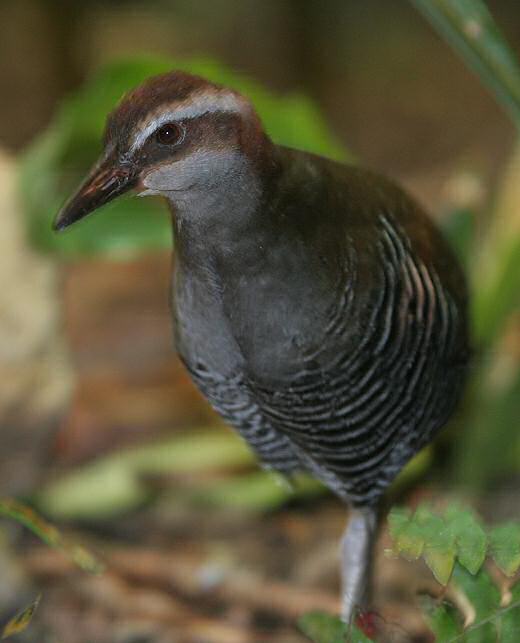 Guam rail