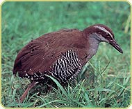 Pretty Guam rail