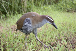 Pretty Guam rail