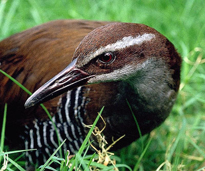 Pretty Guam rail