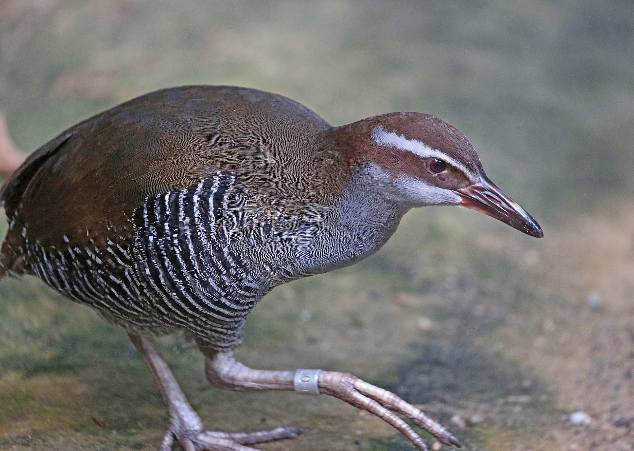 Pretty Guam rail