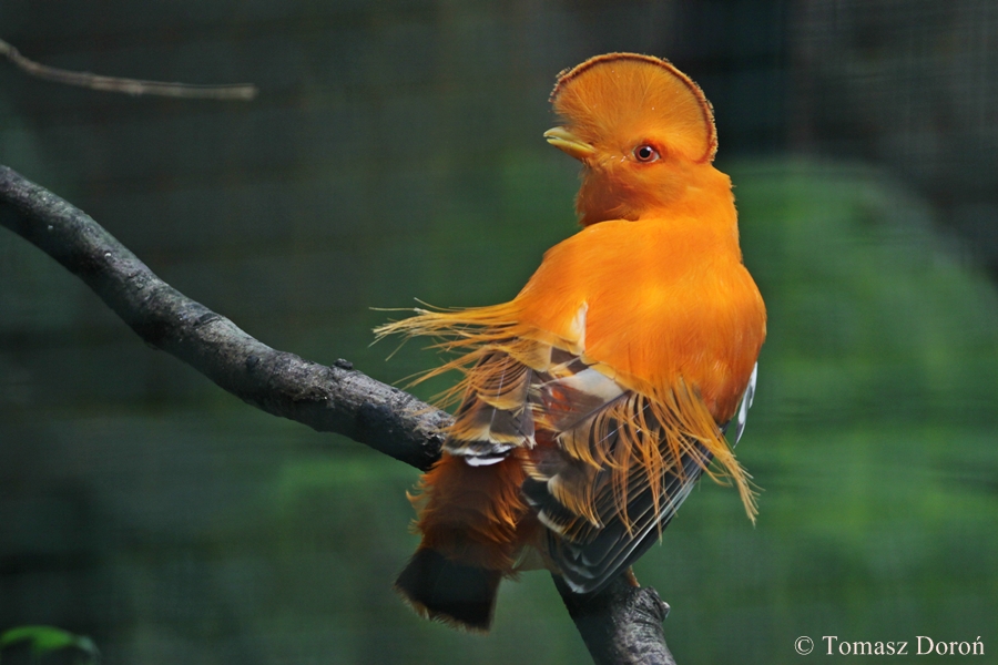 Guianan cock-of-the-rock
