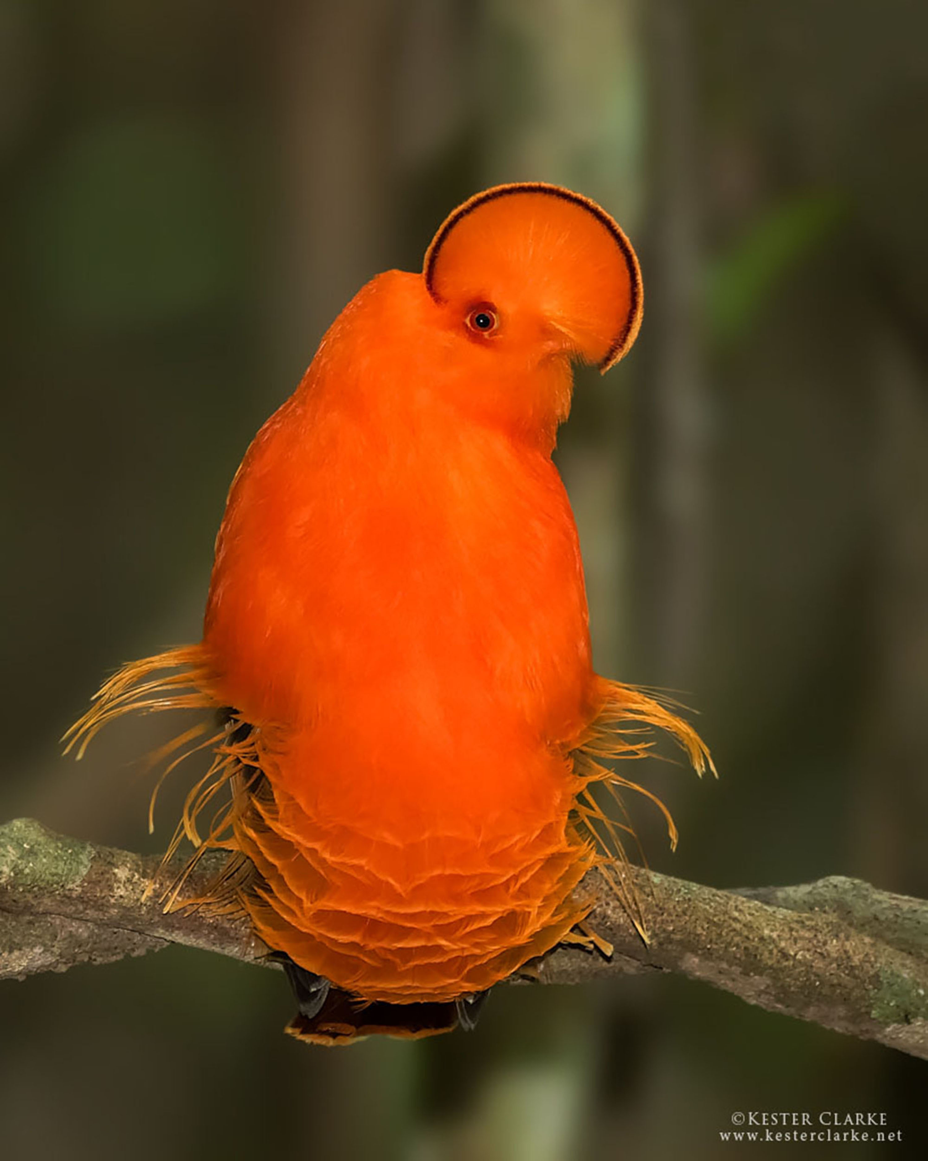 Pretty Guianan cock-of-the-rock