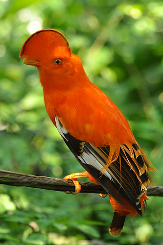 Pretty Guianan cock-of-the-rock