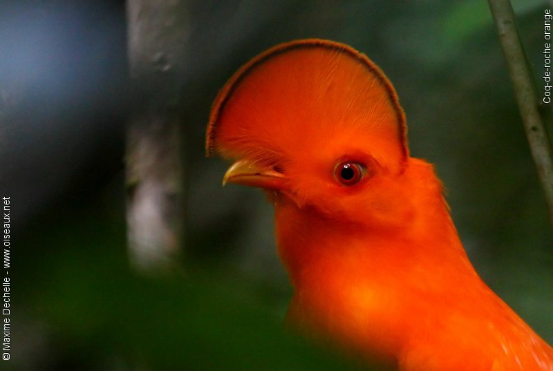 Pretty Guianan cock-of-the-rock