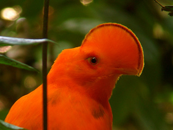 Pretty Guianan cock-of-the-rock