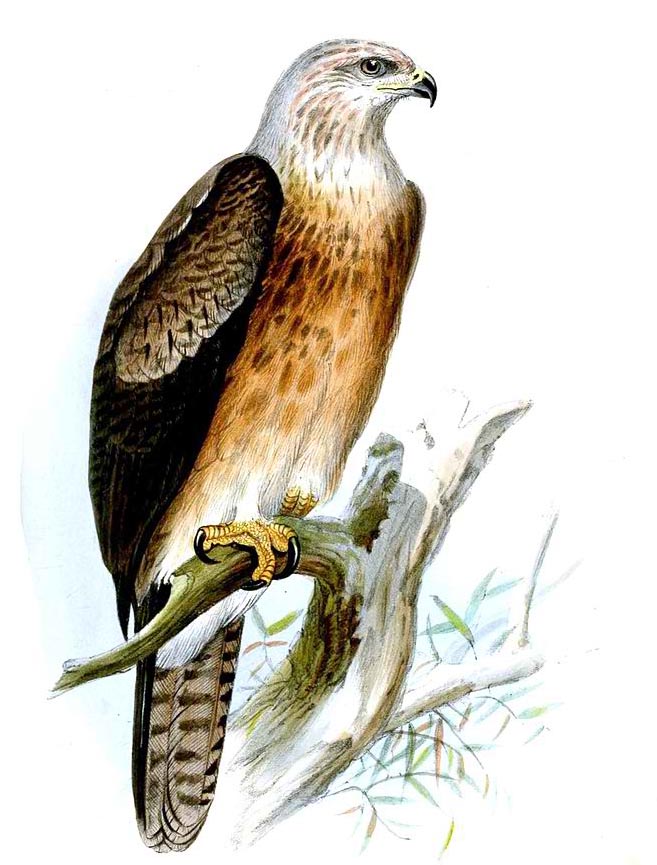 Gurney’s eagle