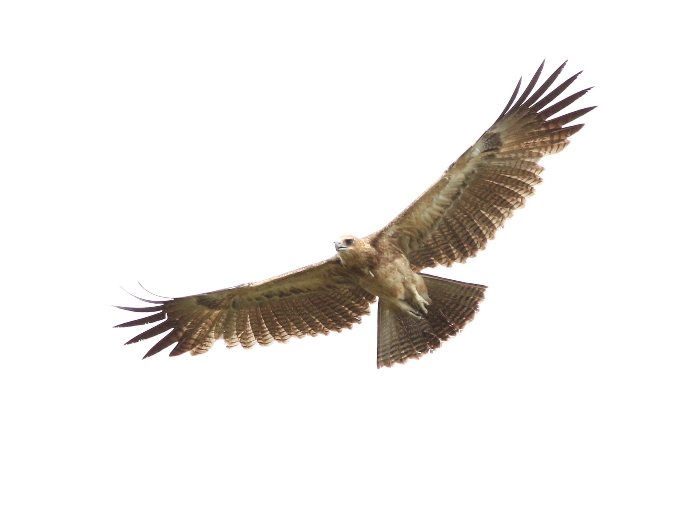 Pretty Gurney’s eagle