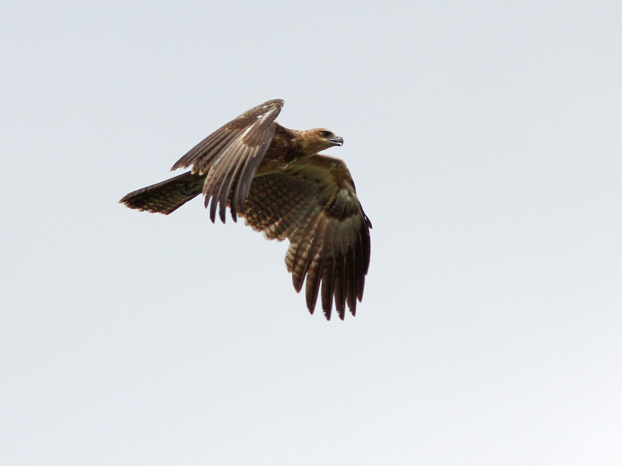 Pretty Gurney’s eagle