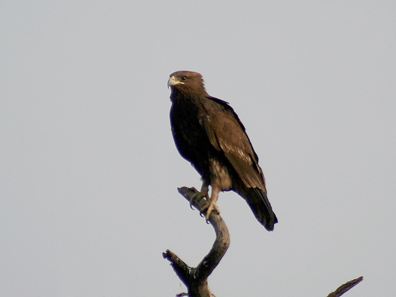 Pretty Gurney’s eagle