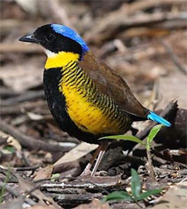 Pretty Gurney’s pitta