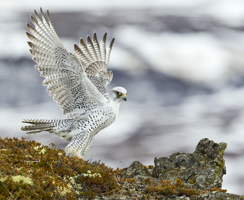 Pretty Gyrfalcon