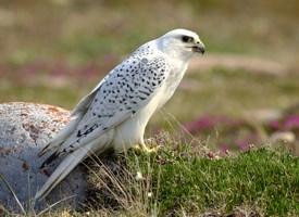 Pretty Gyrfalcon