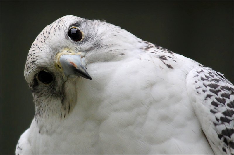 Pretty Gyrfalcon