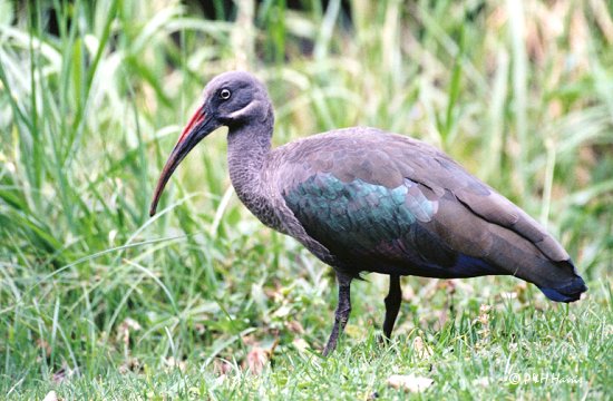 Hadada ibis