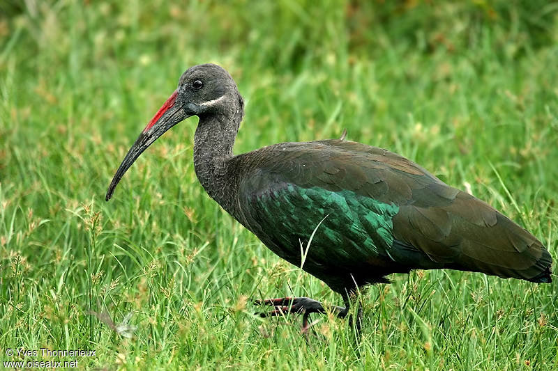 Pretty Hadada ibis