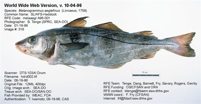 Haddock