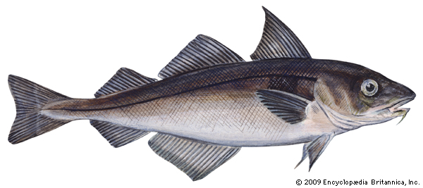 Pretty Haddock