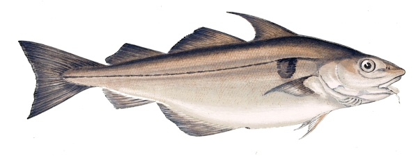 Pretty Haddock