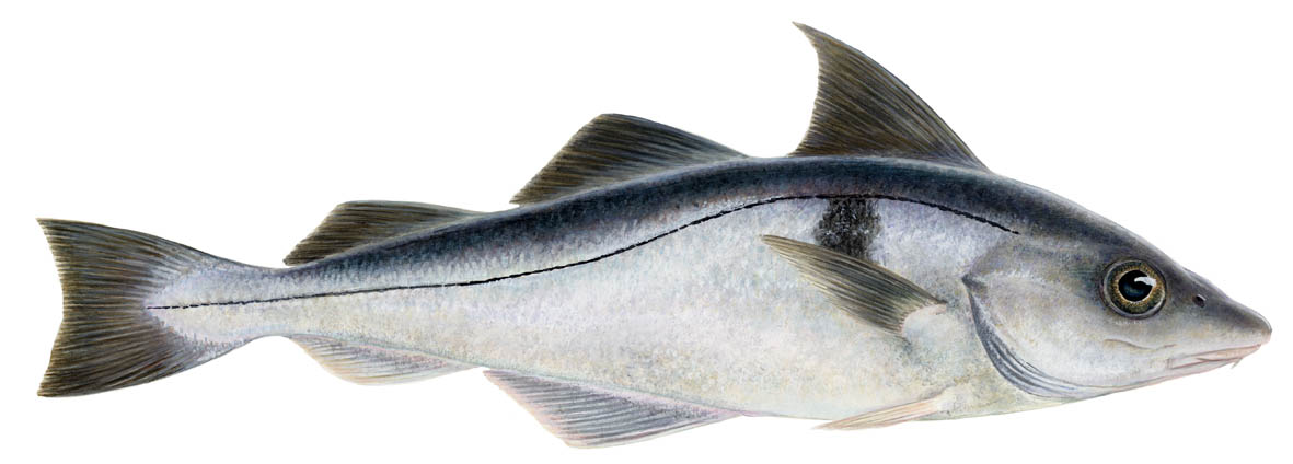 Pretty Haddock