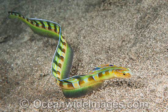 Hairtail blenny