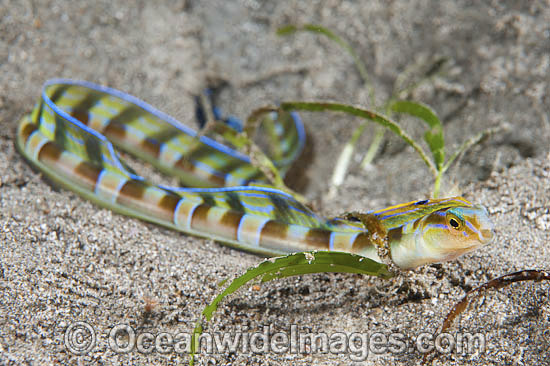 Pretty Hairtail blenny