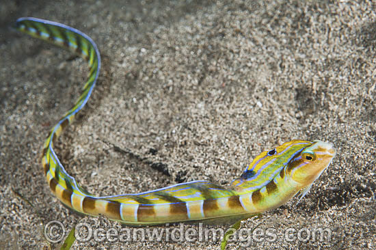 Pretty Hairtail blenny
