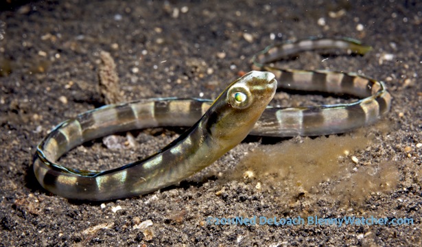 Pretty Hairtail blenny