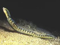 Pretty Hairtail blenny