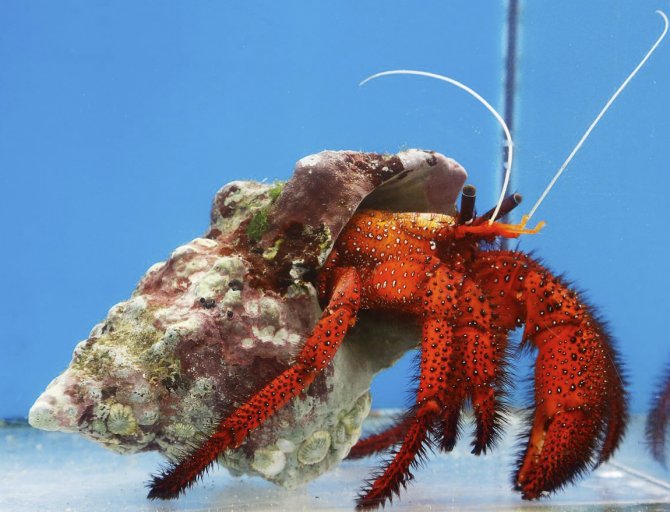 Hairy hermit