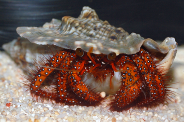 Pretty Hairy hermit
