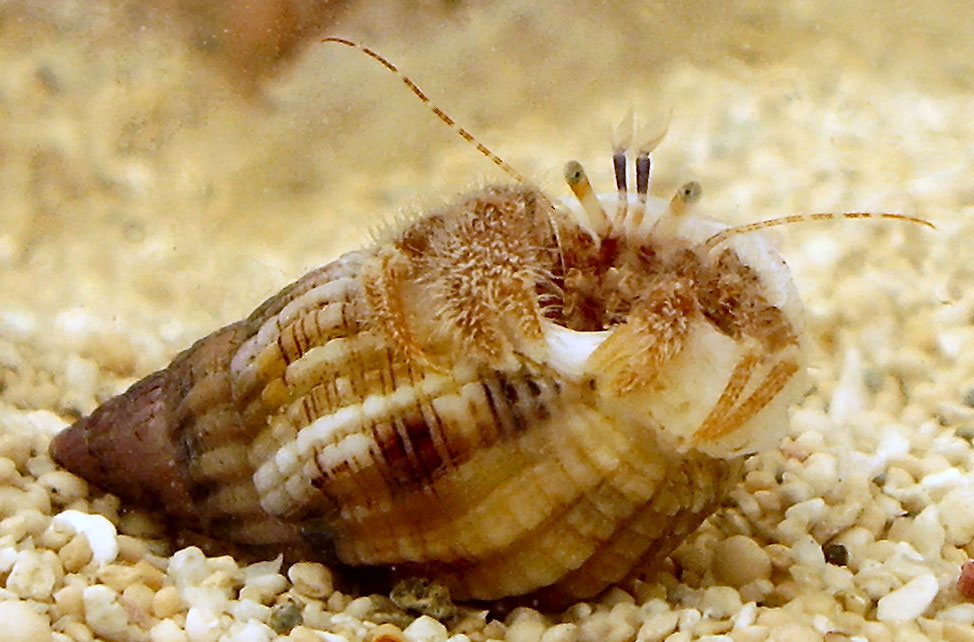 Pretty Hairy hermit