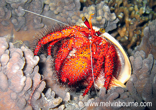 Pretty Hairy hermit