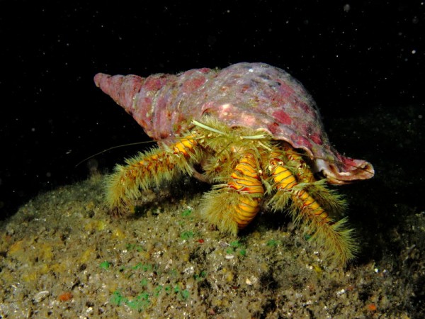 Pretty Hairy hermit