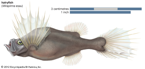 Pretty Hairyfish