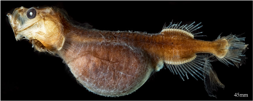 Pretty Hairyfish