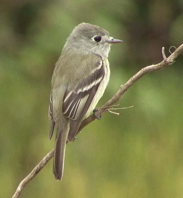 Hammond’s flycatcher