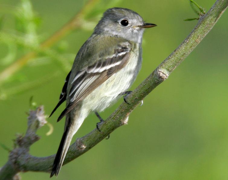 Pretty Hammond’s flycatcher