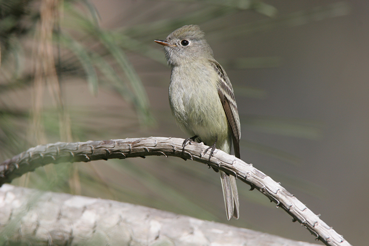 Pretty Hammond’s flycatcher