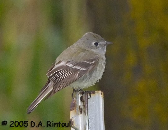 Pretty Hammond’s flycatcher